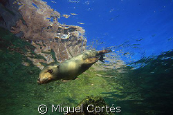 Sea wolf. by Miguel Cortés 